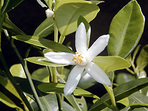 �V�[�N���[�T�[