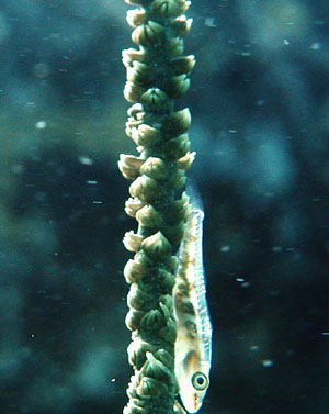 �K���X�n�[