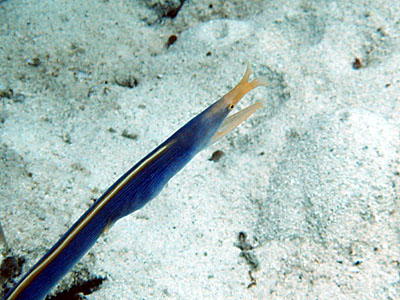 �n�i�q�Q�E�c�{�c��