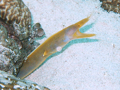 �n�i�q�Q�E�c�{���F