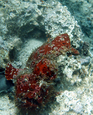 �I�I�����C�U���E�I