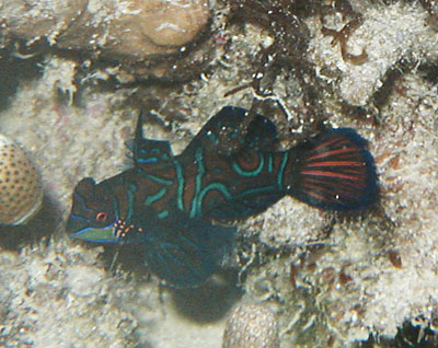 �j�V�L�e�O��