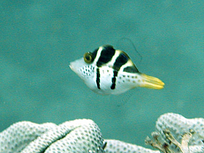 �m�R�M���n�M