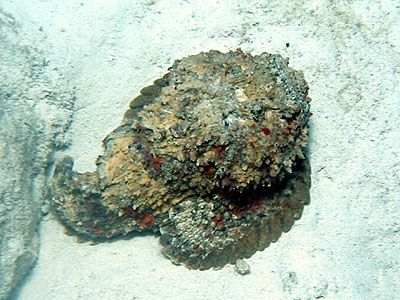 �I�j�_���}�I�R�[