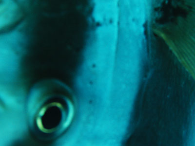 �c�o���E�I