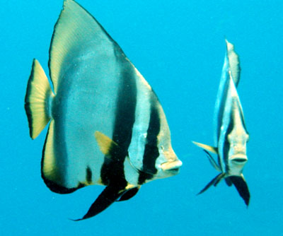 �c�o���E�I