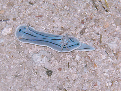 �N�����E�E�B���j