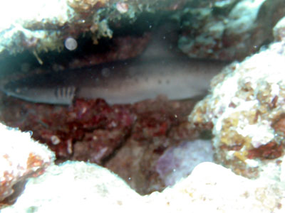 �z���C�g�`�b�v